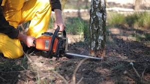 Best Leaf Removal  in Old Saybrook Center, CT