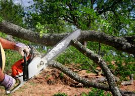 Best Tree Trimming and Pruning  in Old Saybrook Center, CT