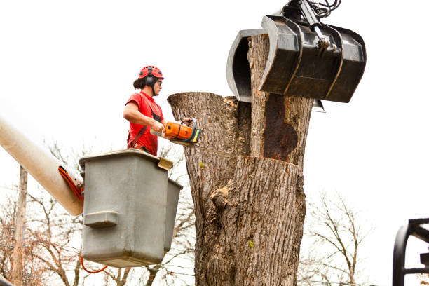 Best Palm Tree Trimming  in Old Saybrook Center, CT